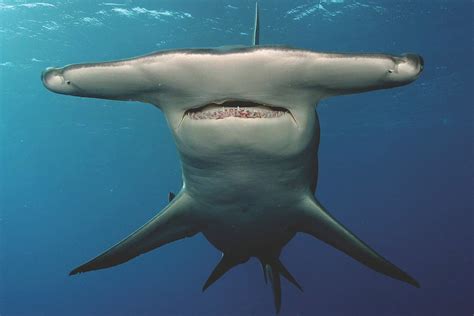 Are hammerhead sharks dangerous. Things To Know About Are hammerhead sharks dangerous. 
